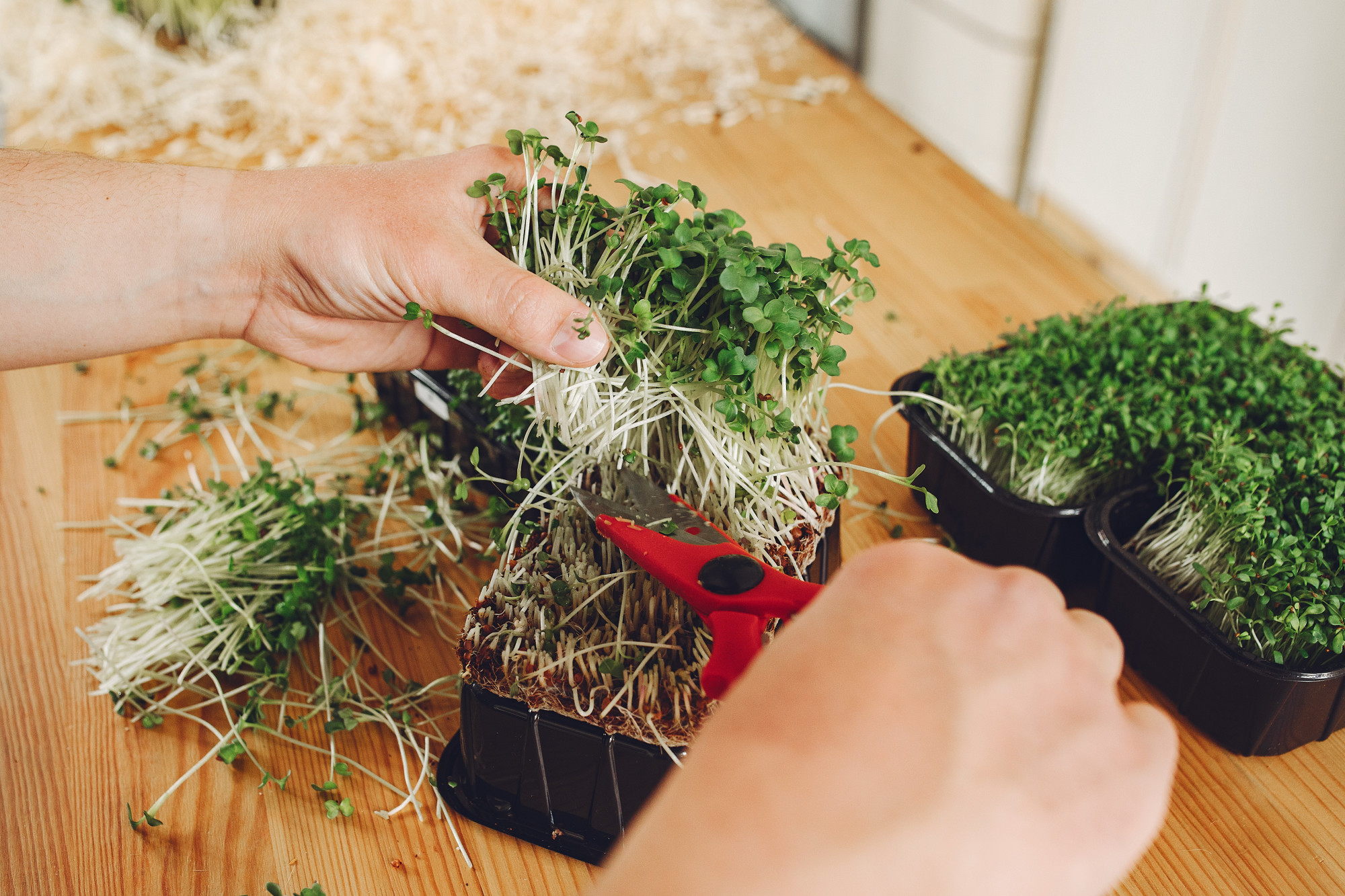 Fresh Microgreens Growing