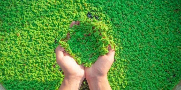 Azolla - Organic Bio-fertilizer