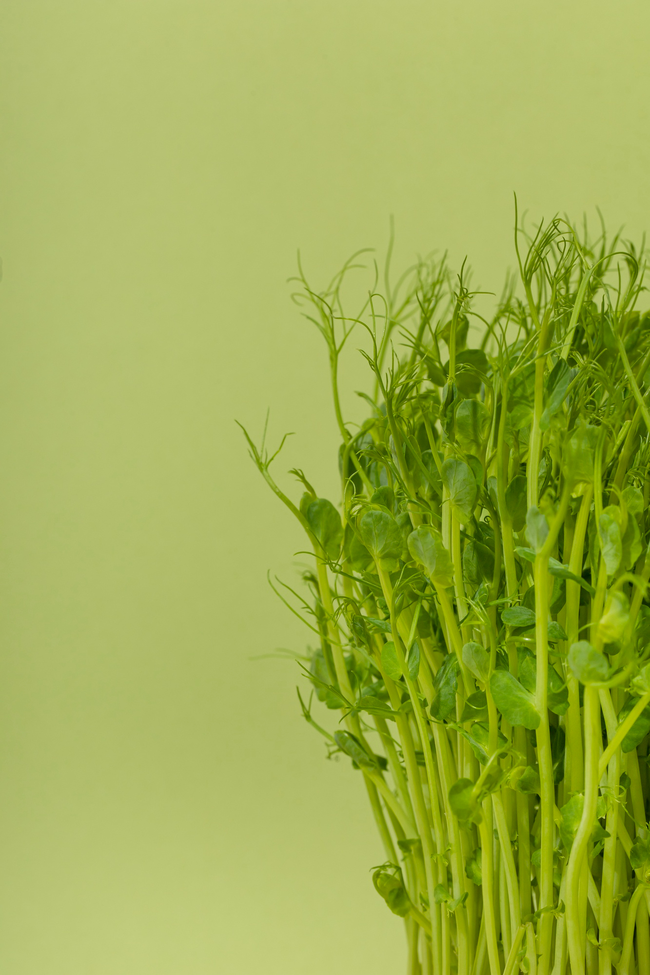 Broccoli Microgreens