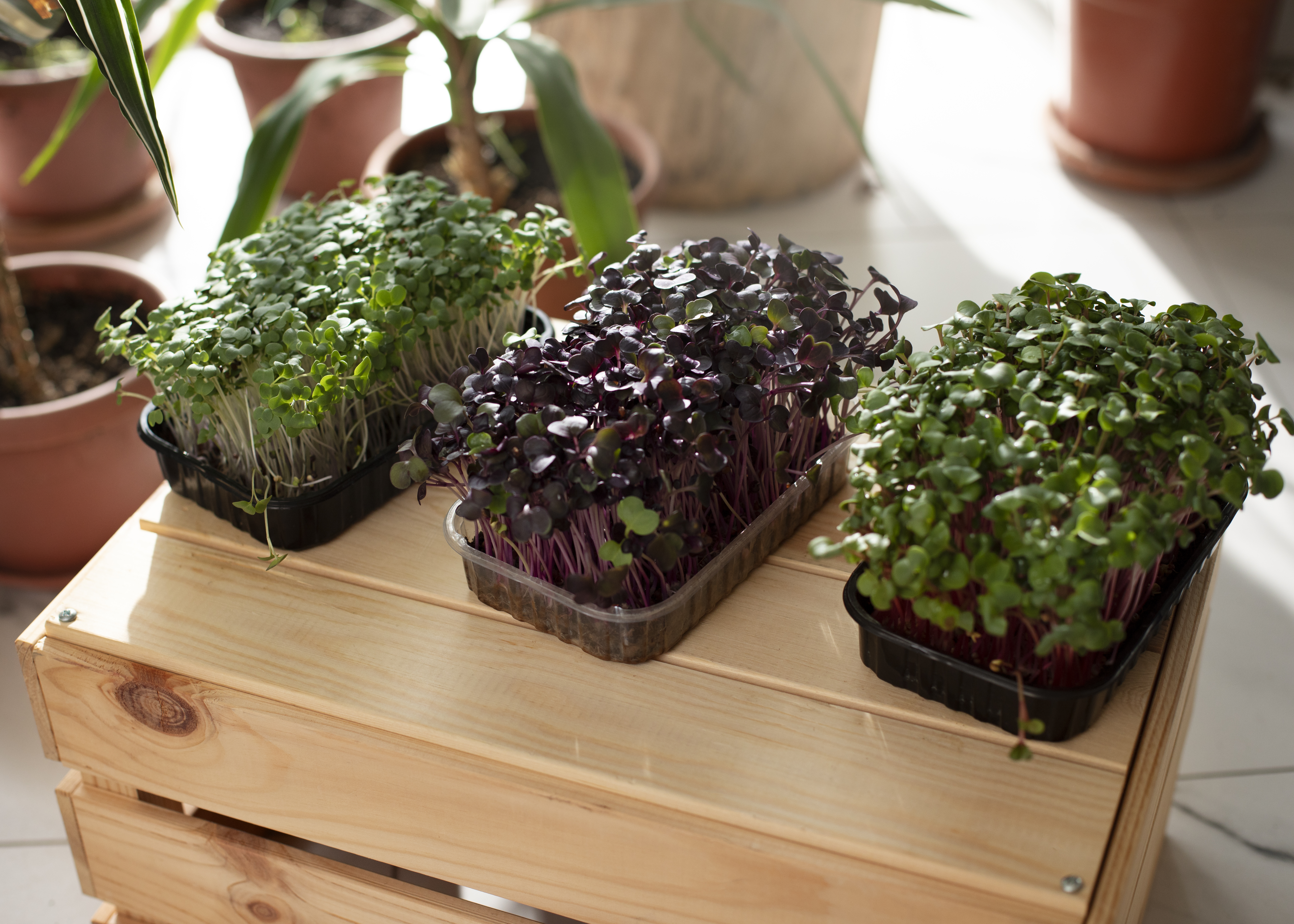 Growing Process