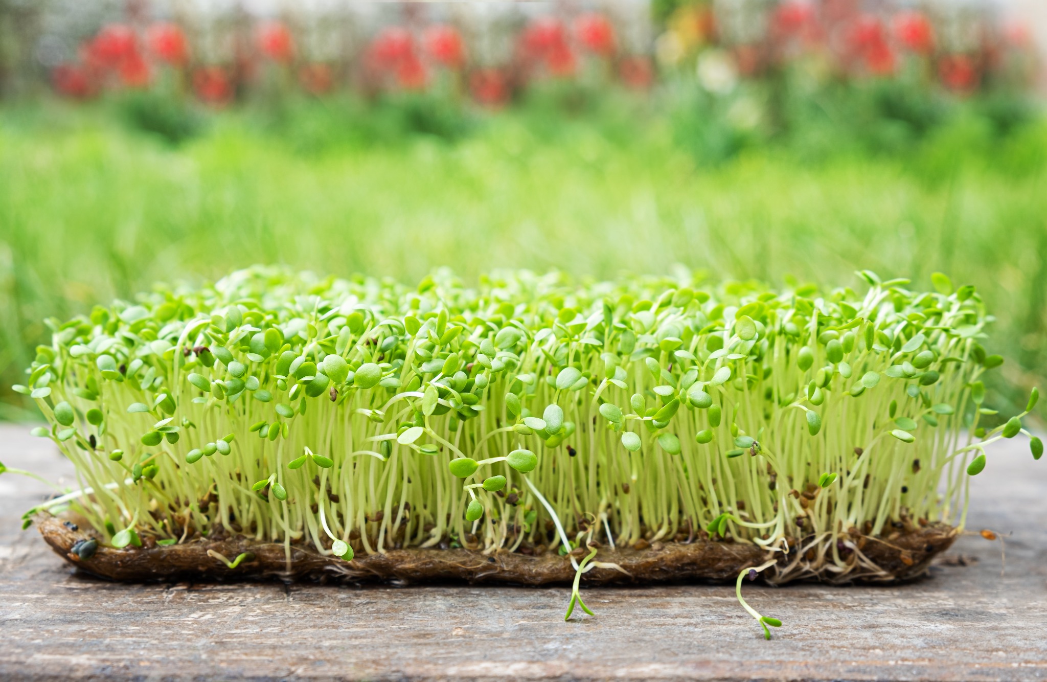 Fresh Sunflower Microgreens