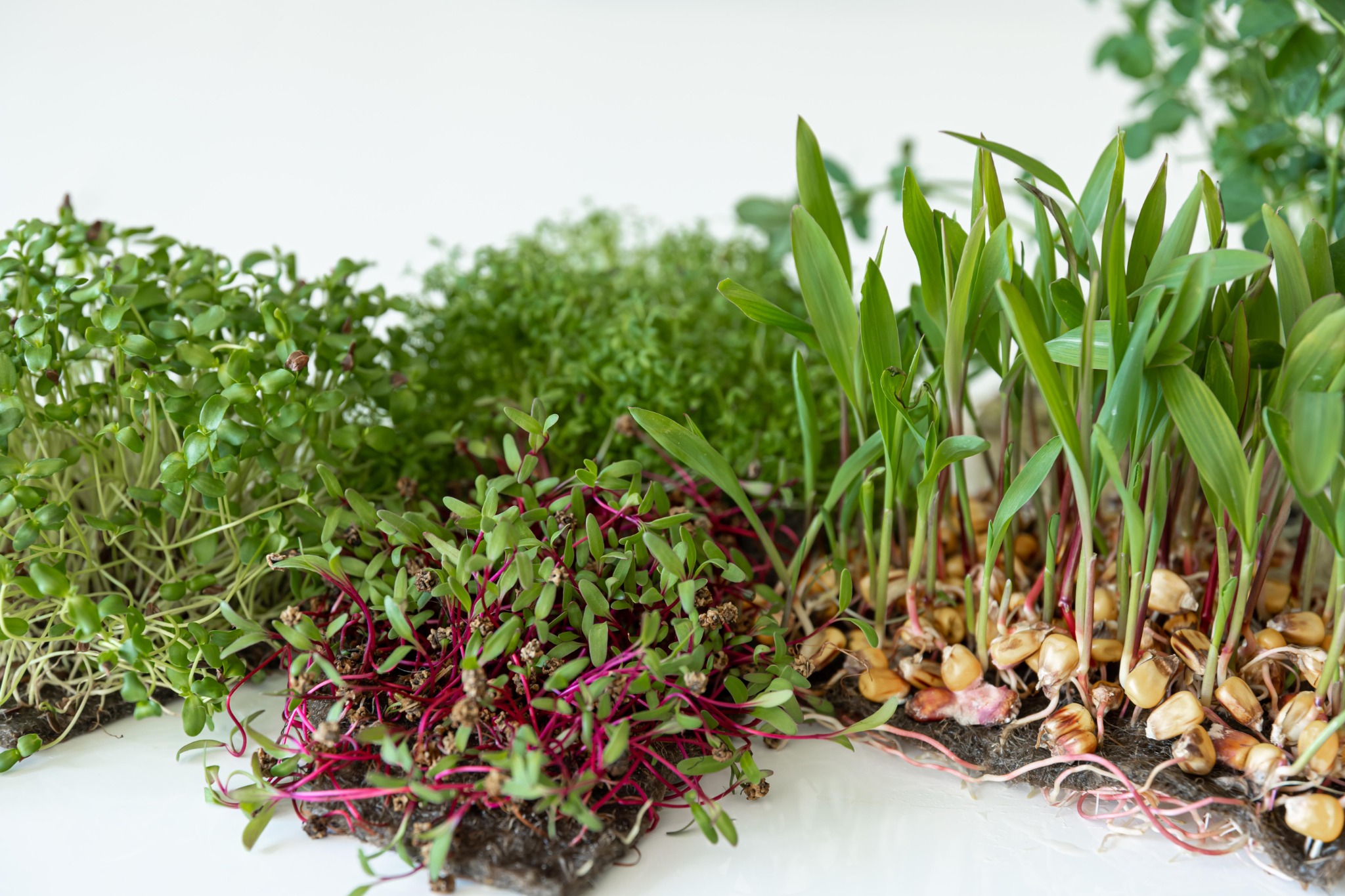 Spicy Radish Microgreens