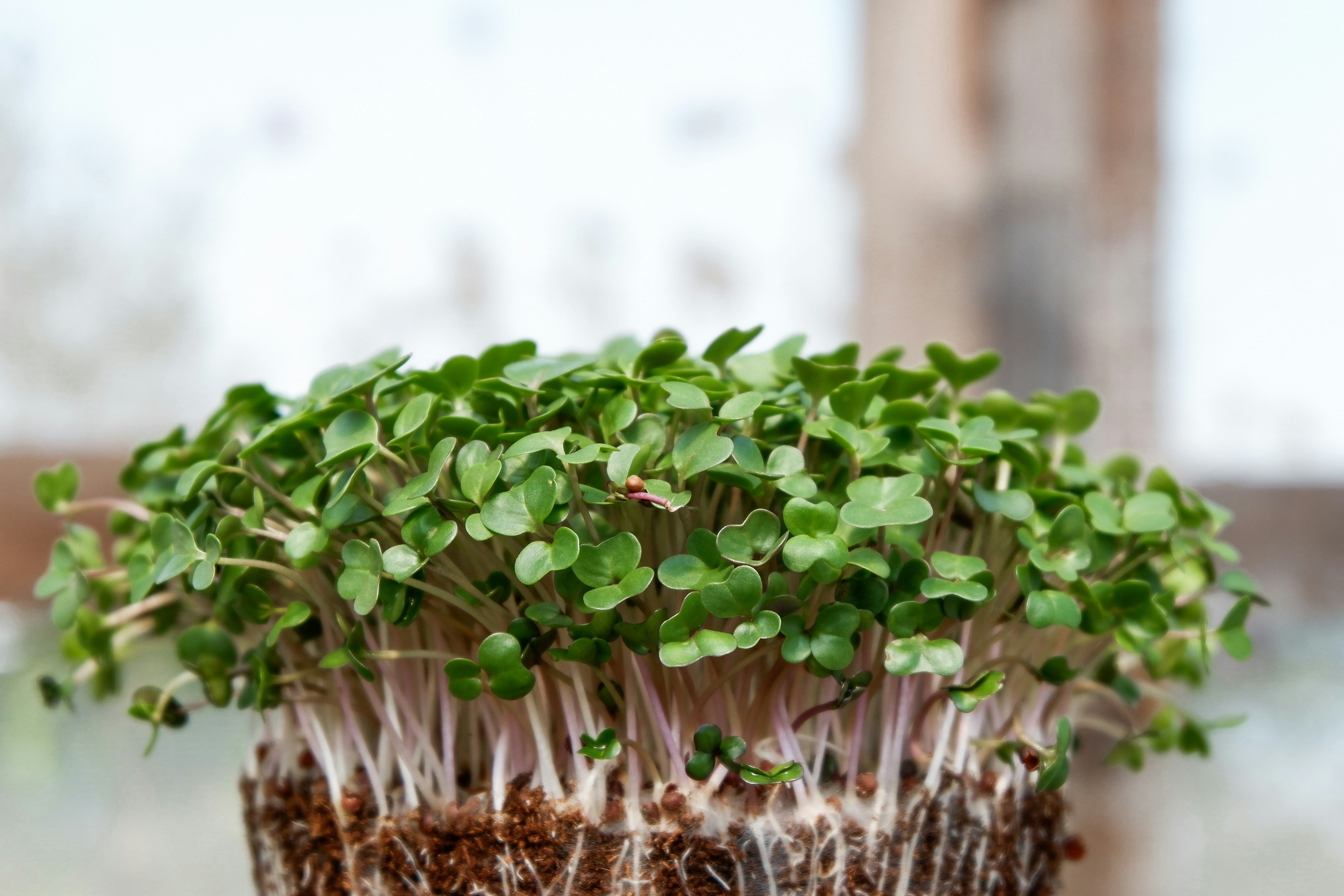 Colorful Beetroot Microgreens