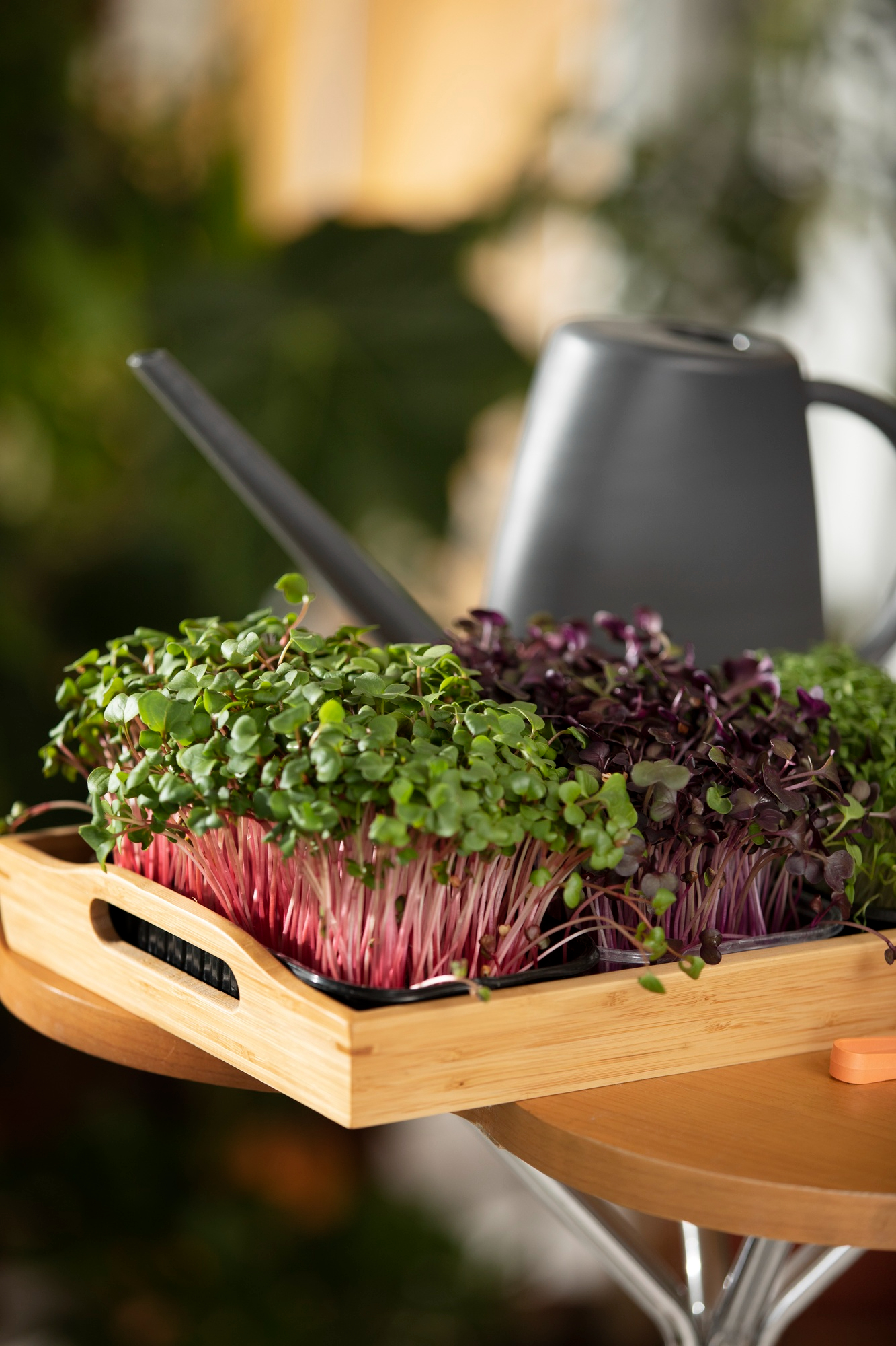 Beetroot Microgreens 1