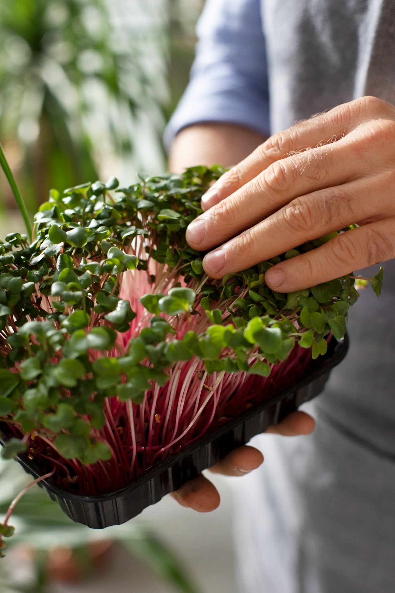Beetroot Microgreens 2