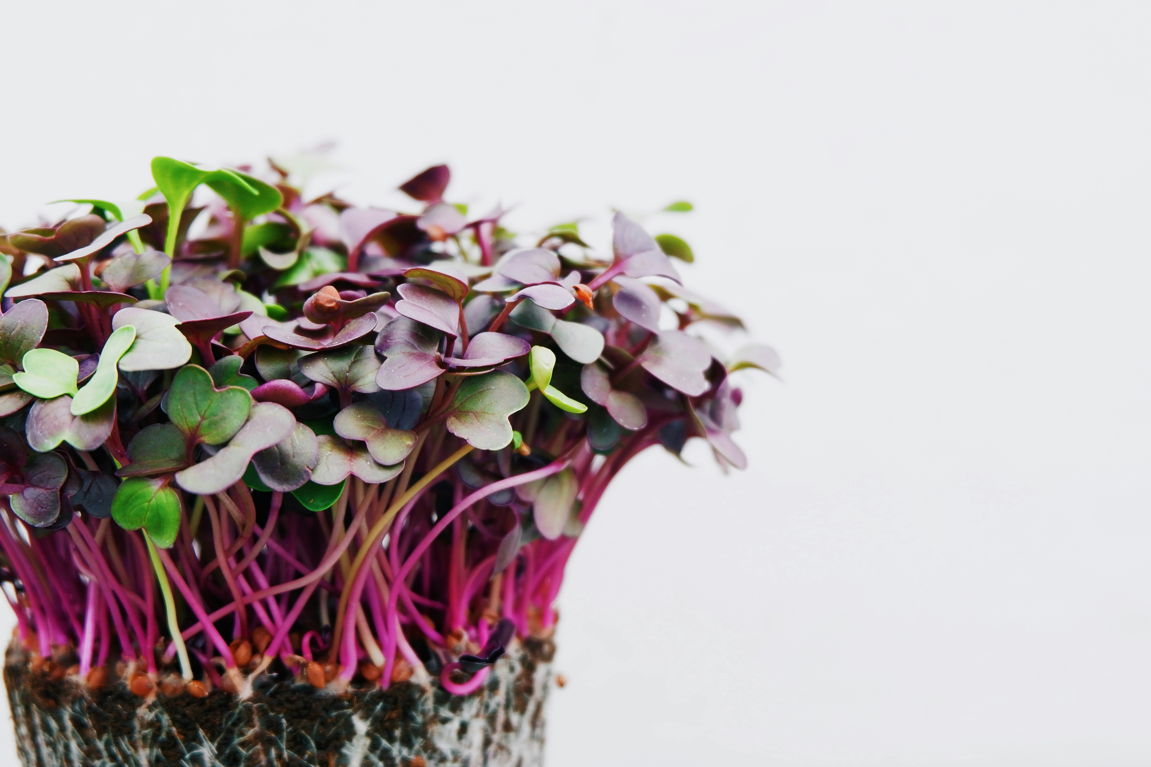 Beetroot Microgreens 3