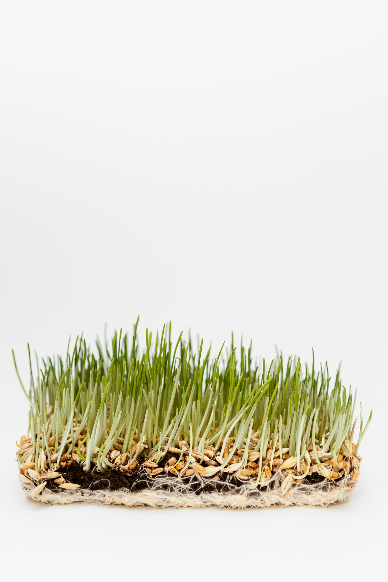 Wheatgrass Microgreens 1