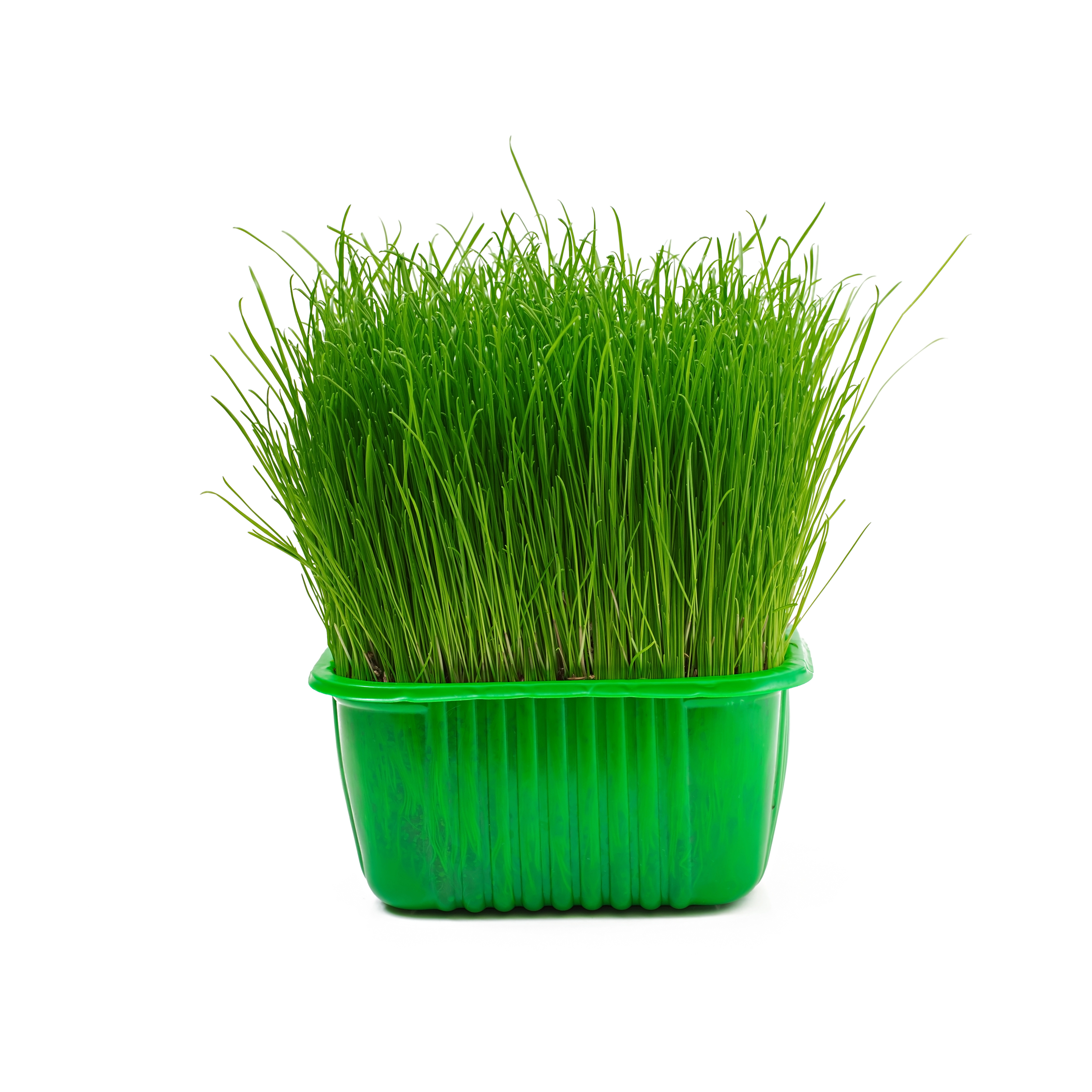 Wheatgrass Microgreens 2