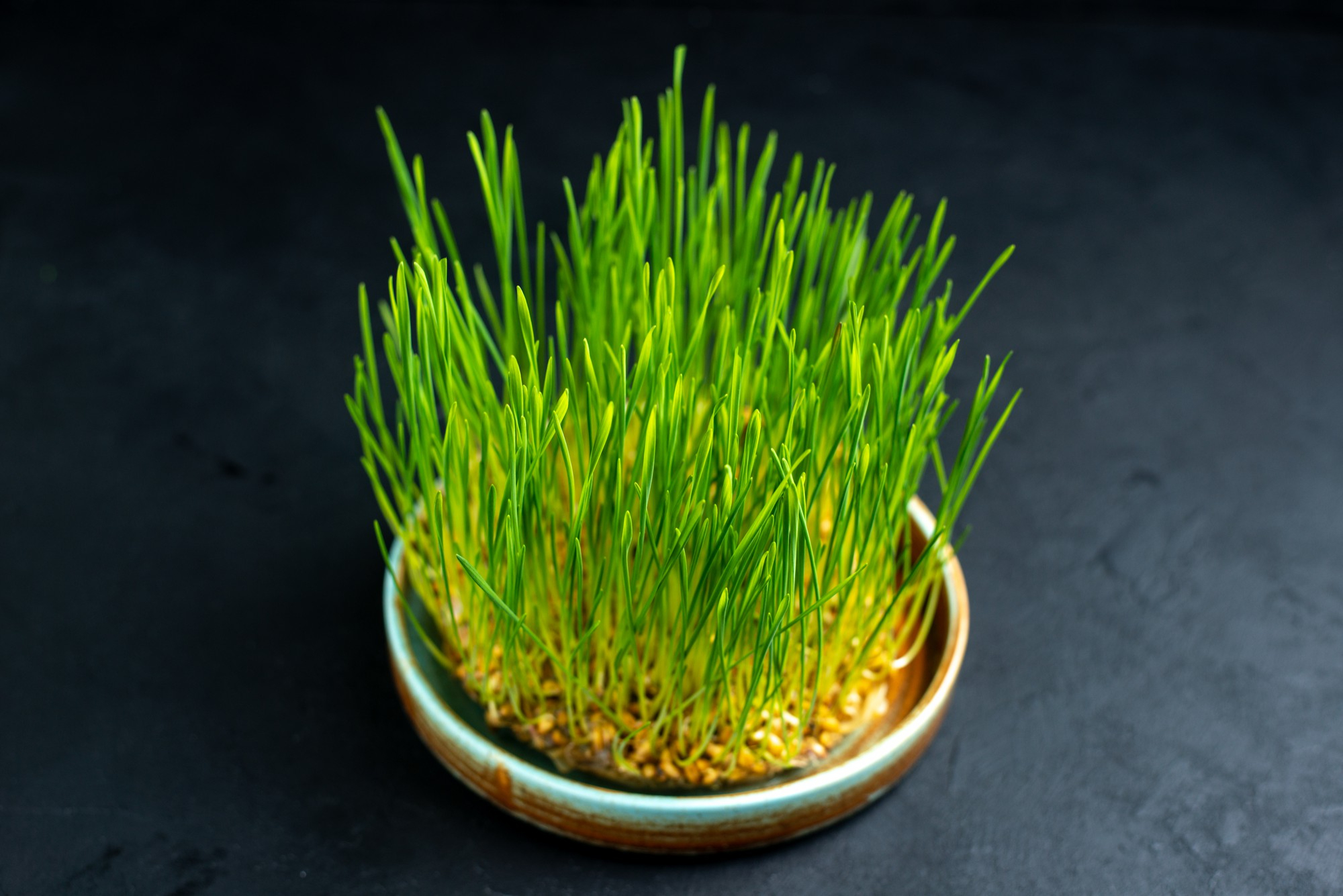 Wheatgrass Microgreens 3